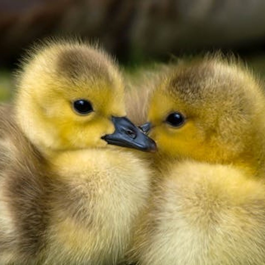 10 Heartwarming Milestones to Cherish in Your Baby's First Year